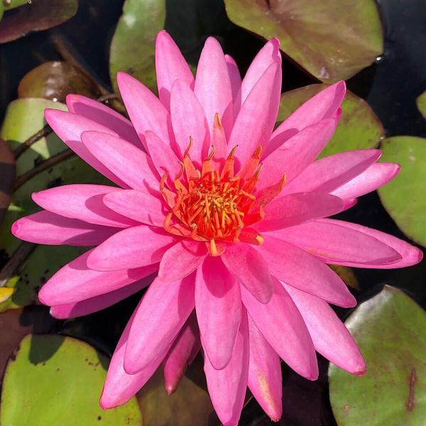 スイレン　睡蓮　栽培　育て方　ビオトープ　温帯性スイレン　スイレンまつり　ガーデニング　水辺植物　レッド　温帯性　ワンビサ　all_plants　スイレン希少種　スイレン赤　ontaiseisuiren　ontaiseisuiren_red...