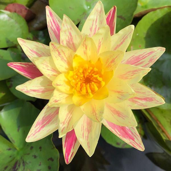 スイレン　睡蓮　栽培　育て方　ビオトープ　睡蓮　スイレン　温帯性スイレン　スイレンまつり　ガーデニング　水辺植物　スイレン　_gardening　all_plants　レモンイエロー　昼咲き　パラニー　キメラ咲き　paranee　2024k...