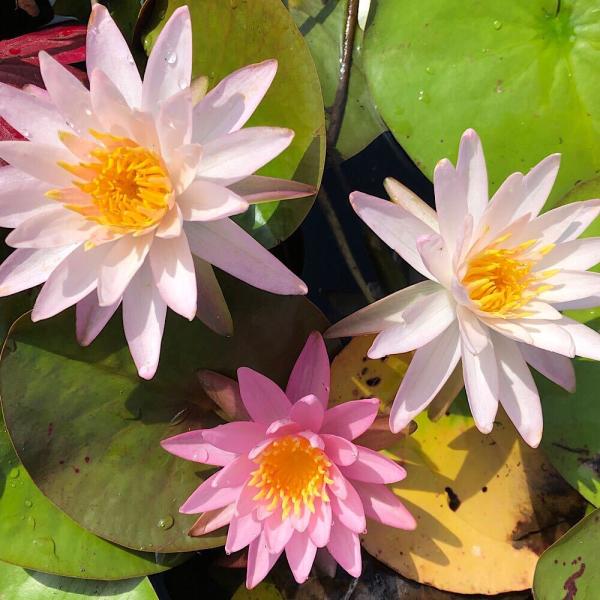 スイレン　睡蓮　栽培　育て方　ビオトープ　温帯性スイレン　スイレンまつり　ガーデニング　水辺植物　レッド　温帯性　ワンビサ　all_plants　スイレン希少種　スイレン赤　ontaiseisuiren　ontaiseisuiren_red...