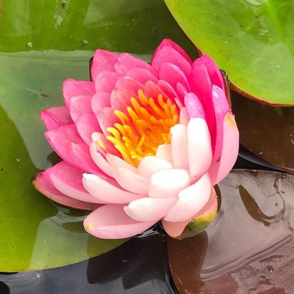 スイレン　睡蓮　栽培　育て方　ビオトープ　温帯性スイレン　スイレンまつり　ガーデニング　水辺植物　温帯性　All_plants　ontaiseisuiren　brandwl　温帯性睡蓮シリーズ　ガーデニング　植物　植物生体　ガーデニング生体...