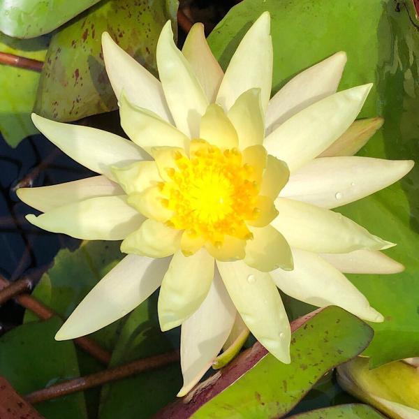 スイレン　睡蓮　栽培　育て方　ビオトープ　温帯性スイレン　スイレンまつり　ガーデニング　水辺植物　温帯性　All_plants　ontaiseisuiren　brandwl　温帯性睡蓮シリーズ　ガーデニング　植物　植物生体　ガーデニング生体...