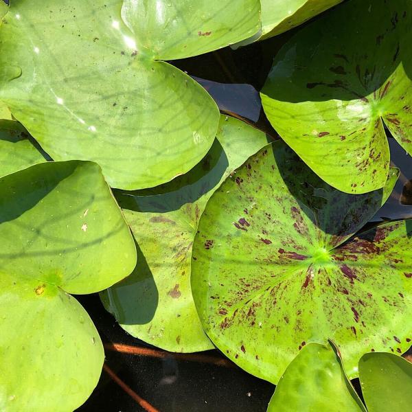 スイレン　睡蓮　栽培　育て方　ビオトープ　温帯性スイレン　スイレンまつり　ガーデニング　水辺植物　温帯性　All_plants　ontaiseisuiren　brandwl　温帯性睡蓮シリーズ　ガーデニング　植物　植物生体　ガーデニング生体...