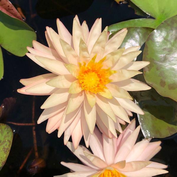 スイレン　睡蓮　栽培　育て方　ビオトープ　温帯性スイレン　スイレンまつり　ガーデニング　水辺植物　温帯性　All_plants　ontaiseisuiren　brandwl　温帯性睡蓮シリーズ　ガーデニング　植物　植物生体　ガーデニング生体...