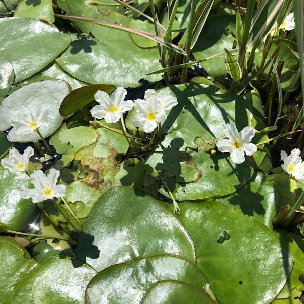 金魚・メダカ　_aqua　_gardening　ビオトープ　水辺植物　水生植物　浮葉植物　nymphoides　ガーデニング　植物　植物生体　ガーデニング生体　育て方　育成方法　栽培方法　ガガブタ　鏡蓋　ミツガシワ科　Ｍｅｎｙａｎｔｈａｃｅ...