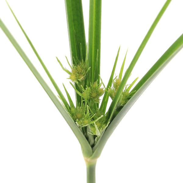 金魚・メダカ　_aqua　_gardening　ビオトープ　ウォーターガーデン　水辺植物　水生植物　オーナメンタルグラス　シぺラス　シペルス　カヤツリグサ　線形状　ガーデニング　all_plants植物　植物生体　ガーデニング生体　育て方　...