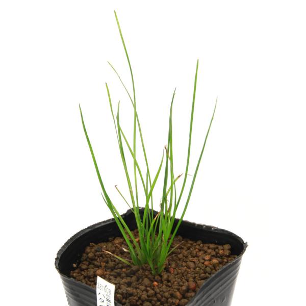 _aqua　_gardening　金魚・メダカ　ビオトープ　ウォーターガーデン　水辺植物　水生植物　ガーデニング　その他水辺植物　all_plants 植物　植物生体　ガーデニング生体　育て方　育成方法　栽培方法　抽水植物　20250426...