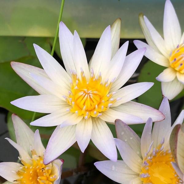 スイレン　睡蓮　栽培　育て方　熱帯性スイレンまつり　ビオトープ　熱帯性スイレン　ガーデニング　水辺植物　ホワイト　all_plants　nettaipoint　熱帯性睡蓮シリーズ　植物　植物生体　ガーデニング生体　育成方法　栽培方法　ムカゴ...