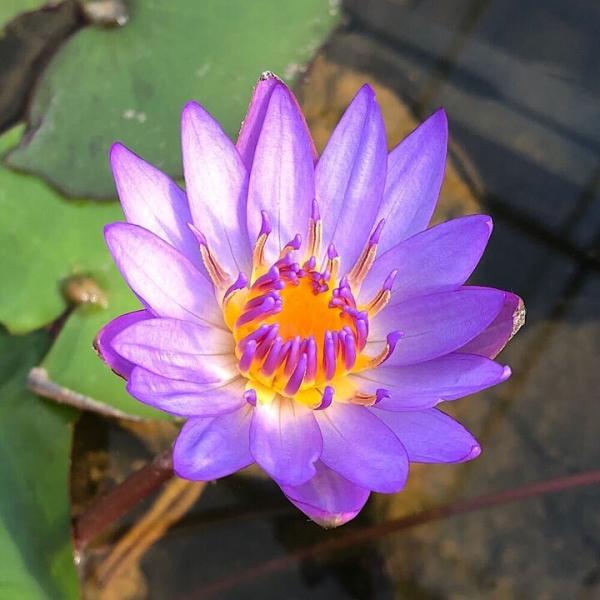 スイレン　睡蓮　栽培　育て方　ビオトープ　熱帯性スイレン　ガーデニング　水辺植物　ブルー　all_plants　熱帯性睡蓮シリーズ　植物　植物生体　ガーデニング生体　育成方法　栽培方法　AISHI　ｙ25ｍ06　20250531　2025t...