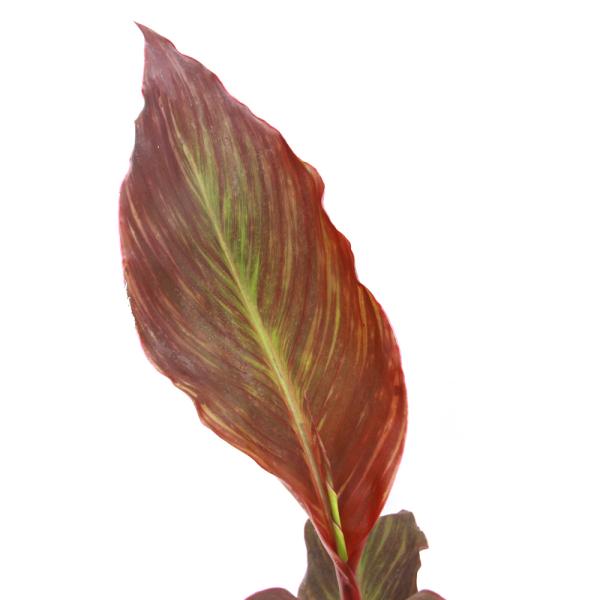 all_plants　_aqua　_gardening　ビオトープ　水辺植物　水生植物　湿生植物　観葉植物　ガーデニング　植物　植物生体　ガーデニング生体　育て方　育成方法　栽培方法　花　花苗　花物　花壇　花壇苗　カラーリーフ　カンナ　水カ...