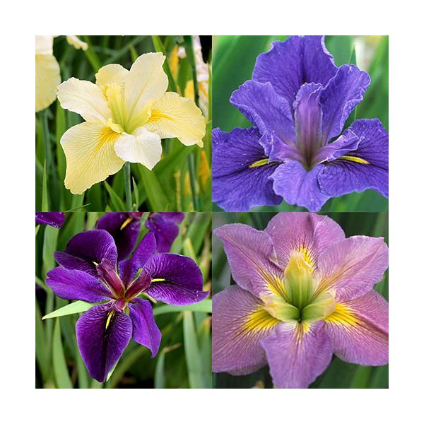 金魚・メダカ　_aqua　_gardening　水辺植物　水生植物　ガーデニング　その他水辺植物　all_plants　水辺0328　水辺植物2012　育て方　育成方法　栽培方法　Ｉｒｉｓ　Ｌｏｕｉｓｉａｎａ　ルイジアナアイリス　花菖蒲　ハ...