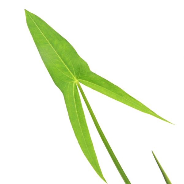 金魚・メダカ　_aqua　_gardening　ビオトープ　ガーデニング　水辺植物　その他水辺植物　all_plants　育て方　育成方法　栽培方法　抽水植物　opa2_delete　y22m01　家庭菜園　野菜　おせち　オモダカ　クワイ　...