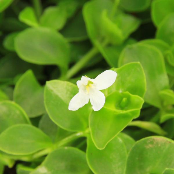金魚・メダカ　_aqua　_gardening　ビオトープ　ウォーターガーデン　水辺植物　水生植物　オーナメンタルグラス　前景　ガーデニング　all_plants　育て方　育成方法　栽培方法　湿生植物　リンデルニア　グランディフローラ　ピュ...