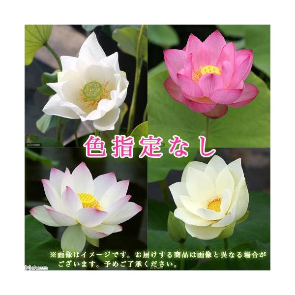 ビオトープ　ガーデニング　水辺植物　ハス　all_plants　発芽待ちハス　_hasuiren　植物　植物生体　ガーデニング生体　育て方　育成方法　栽培方法　蓮　AISHI　ｙ25ｍ01　2025zenki　20250114　Useful...