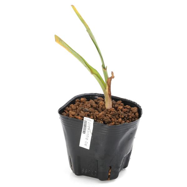 ガーデニング　ガーデニング生体　育て方　育成方法　栽培方法　管理方法　植物　植物生体　露草　トラディスカンディア　トラディスカンチア　トラデスカンチア　20250202　ｙ25ｍ02　AISHI　2025tuuki　Tradescantia...