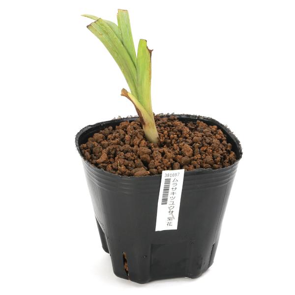 ガーデニング　ガーデニング生体　育て方　育成方法　栽培方法　管理方法　植物　植物生体　露草　トラディスカンディア　トラディスカンチア　トラデスカンチア　20250202　ｙ25ｍ02　AISHI　2025tuuki　Tradescantia...