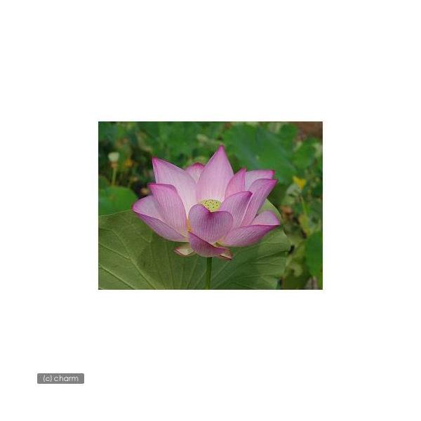 ビオトープ　ガーデニング　水辺植物　ハス　all_plants　発芽待ちハス　ハス各種　ハスとすだれのセット　すだれ　育て方　育成方法　栽培方法　ゲンシバス　原始ハス　げんしはす　ＡＩＳＨＩ　ｙ25ｍ01　20250119　2025zenk...