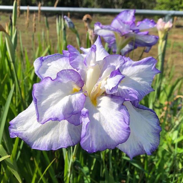 ビオトープ）水生植物 花菖蒲 夢の羽衣（ユメノハゴロモ）肥後系薄紫花