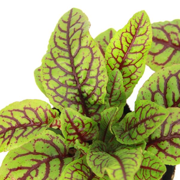 muryotassei_500_599　_gardening　ガーデニング　山野草　Ｒｕｍｅｘ　ギシギシ　ぎしぎし　羊蹄　ソレル　植物　植物生体　ガーデニング生体　育て方　育成方法　栽培方法　ハーブ　ブラッディソレル　ブラッディドッグ　デビ...