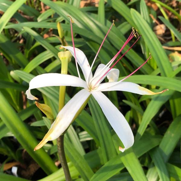 観葉植物　ガーデニング　花　苗　育て方　育成方法　栽培方法　ヒガンバナ科　水辺植物　湿生植物　水生植物　クリナム アメリカヌム　ハマオモト　ハマユウ　ＡＩＳＨＩ　ｙ25ｍ06　20250617　2025tuuki　seitaieventaz...