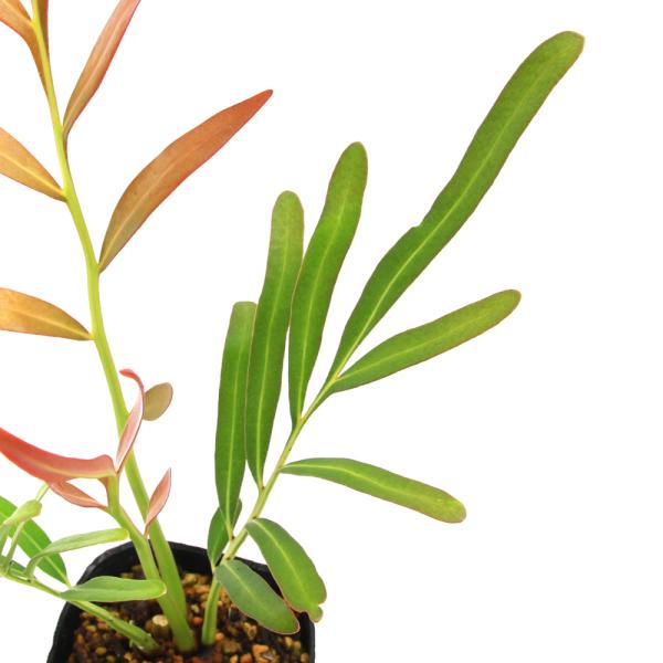 ビオトープ）水生植物 ミミモチシダ（フィジアンウォーターファン）3 