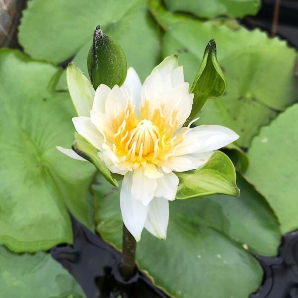 スイレン　睡蓮　栽培　育て方　熱帯性スイレンまつり　ビオトープ　熱帯性スイレン　ガーデニング　水辺植物　all_plants　nettaipoint　熱帯性睡蓮シリーズ　育成方法　栽培方法　熱帯性睡蓮　ウォーターリリー　Ｎａｎｇ　Ｋｗａｋ　...