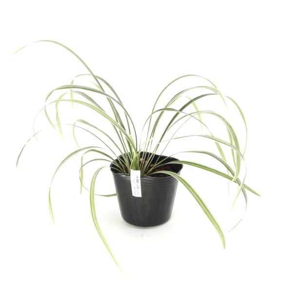 ビオトープ　ガーデニング　水辺植物　その他水辺植物　all_plants　山野草　蛇の髭　竜の髭　sanyasou140619　育て方　育成方法　栽培方法　AISHI　ｙ25ｍ05　20250512　2025tuuki　weeklyymku...