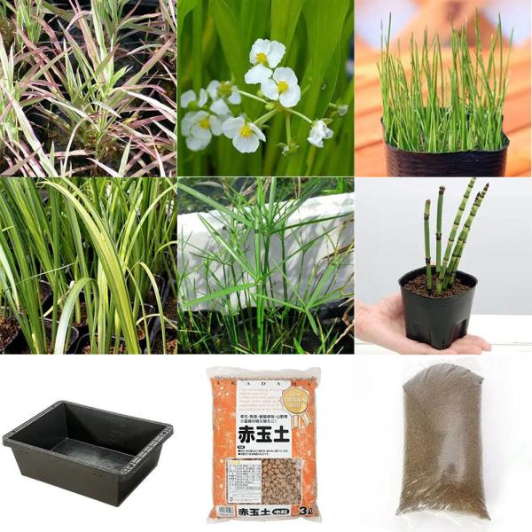_aqua　sfset　_gardening　スイレン　睡蓮　栽培　育て方　ビオトープ　鉢　ガーデニング　水辺植物　スイレンと鉢のセット　はじめての睡蓮セット　温帯性　set_wmedaka　はじめての睡蓮栽培セット　チャームオリジナル　チ...