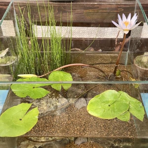 _aqua　sfset　_gardening　スイレン　睡蓮　栽培　育て方　ビオトープ　鉢　ガーデニング　水辺植物　スイレンと鉢のセット　はじめての睡蓮セット　熱帯性　はじめての睡蓮栽培セット　チャームオリジナル　初心者セット　植物　植物生...