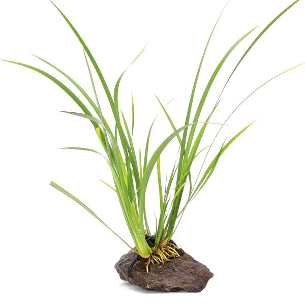 金魚・メダカ　_aqua　_gardening　ビオトープ　水辺植物　水生植物　ガーデニング　その他水辺植物　all_plants　植物　植物生体　ガーデニング生体　育て方　育成方法　栽培方法　湿性植物　evergreen_常緑_管理　アコ...