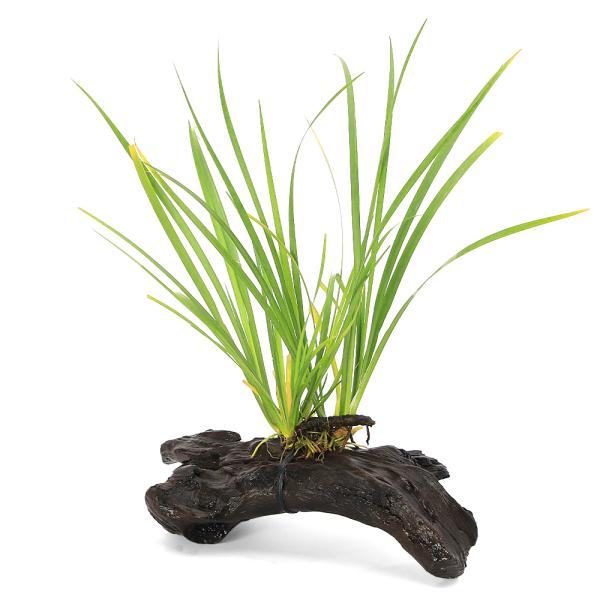 金魚・メダカ　_aqua　_gardening　ビオトープ　水辺植物　水生植物　ガーデニング　その他水辺植物　all_plants　植物　植物生体　ガーデニング生体　育て方　育成方法　栽培方法　湿性植物　evergreen_常緑_管理　アコ...