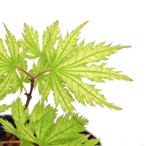 チャーム（charm） （山野草）盆栽 品種系モミジ 鴫の舞（シギノマイ