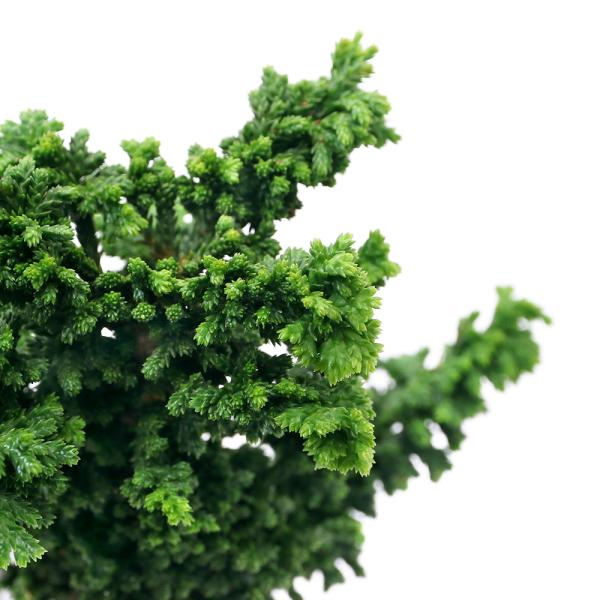 観葉植物　_gardening　ガーデニング　山野草　縁起樹　縁起木　植物　植物生体　ガーデニング生体　お正月　育て方　育成方法　栽培方法　opa2_delete　セキカヒノキ　セッカヒノキ　ひのき　檜　石化檜　盆栽　ボンサイ　Ｃｈａｍａｅ...