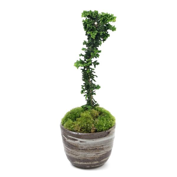 iR쑐jۖ~́@ΉqmL@LvqĐAؔiіځjiPjixԁj