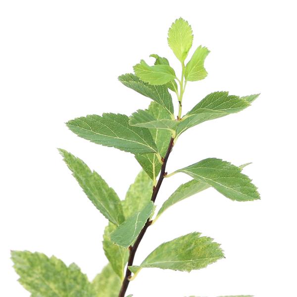 iR쑐jtCRf}i{jRiP|bgjixԁj