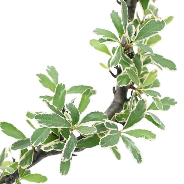 iR쑐j~́@sJTX@R@P|bgixԁj