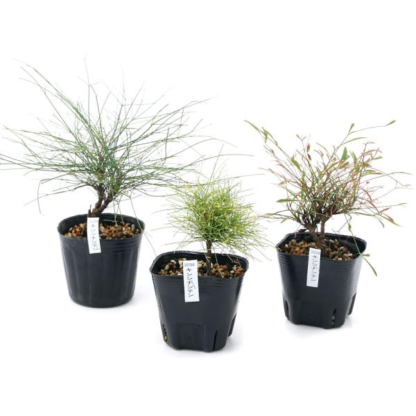 iR쑐j~́@i킨܂@LVieiюVjRiP|bgj