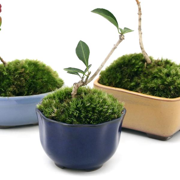 iR쑐jۖ~́@}~@܂FiPjixԁj