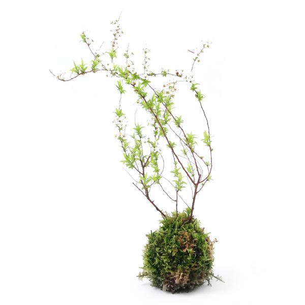 i~́jۋʁ@LiMijiPj@ϗtA@RPʁixԁj