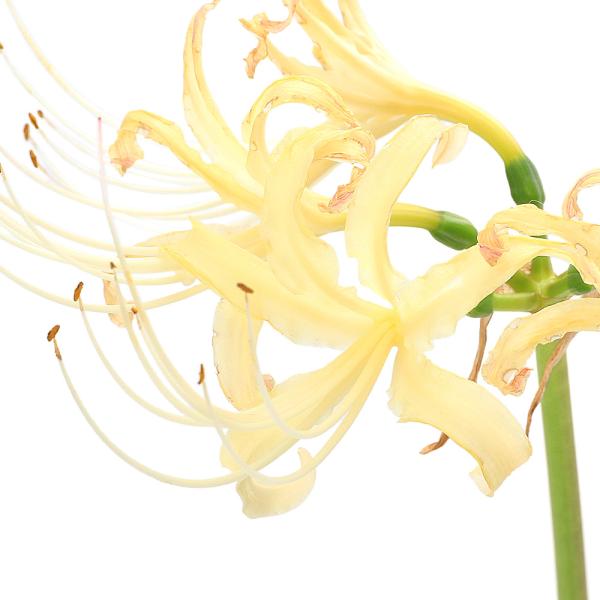 _gardening　山野草　苗　球根　彼岸花　マンジュシャゲ　死人花　地獄花　幽霊花　剃刀花　狐花　捨子花　Ｌｙｃｏｒｉｓ　ａｌｂｉｆｌｏｒａ　リコリスアルビフローラ　植物　植物生体　ガーデニング生体　育て方　育成方法　栽培方法　白花　シ...