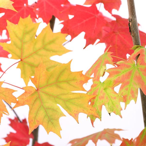 iR쑐j~́@TgEJGfi[vjUiP|bgj