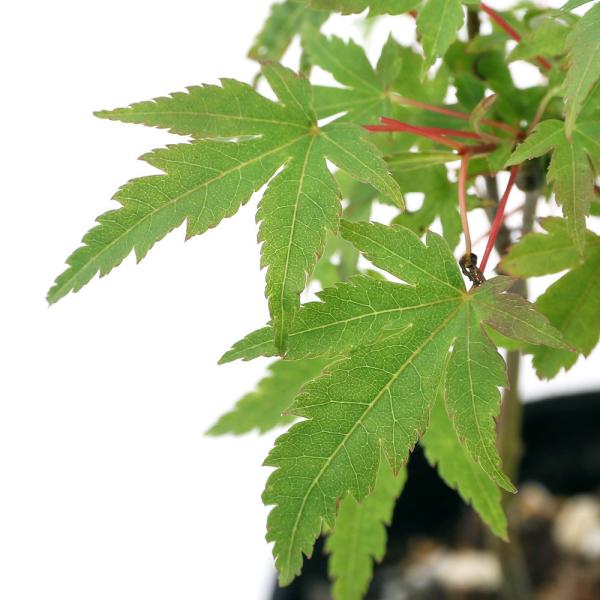 ガチ盆栽】実生清玄 セイゲン もみじ 品種保証 ガチ盆栽】実生清玄