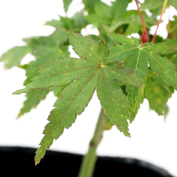 iR쑐j~́@in~W@iJV}jRiP|bgjixԁj