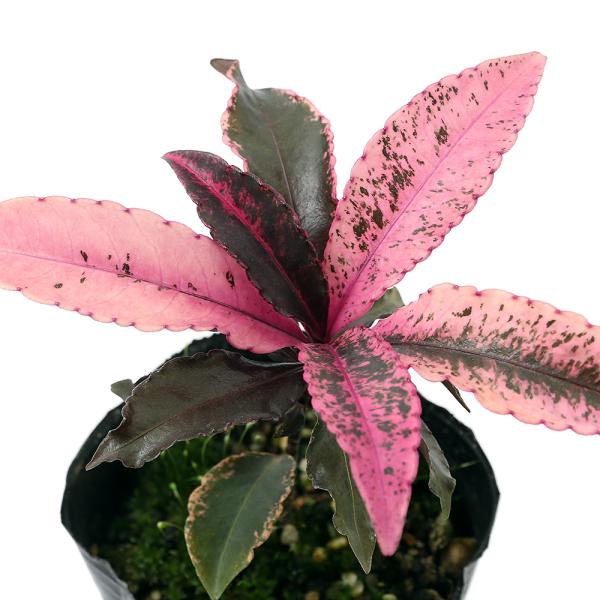 iR쑐j~́@in@gEixjNWNjRiP|bgj