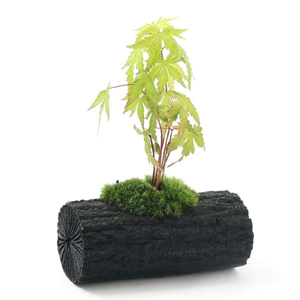 iR쑐jۖ~́@YA@i킨܂~WicjkTCYiPj