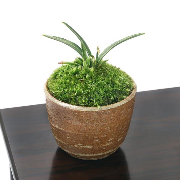 iR쑐jۖ~́@inIg@Q@LvqĐAؔiҌjiPj