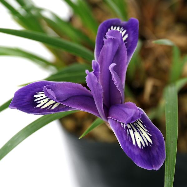 _gardening　ガーデニング　観葉　アヤメ　植物　植物生体　ガーデニング生体　育て方　育成方法　栽培方法　コアヤメ　アヤメ科　アヤメ属　多年草　アイリス　まんしゅうこあやめ　満州小菖蒲　満州コアヤメ　20210115　HF　2021z...