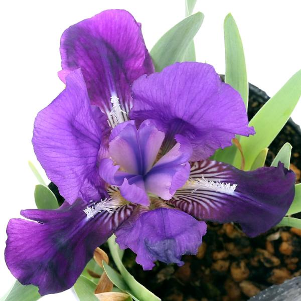 _gardening　ガーデニング　観葉　アヤメ　植物　植物生体　ガーデニング生体　育て方　育成方法　栽培方法　コアヤメ　アヤメ科　アヤメ属　多年草　アイリス　なんきんこあやめ　南京小菖蒲　20210202　HF　2021zenki　y21...