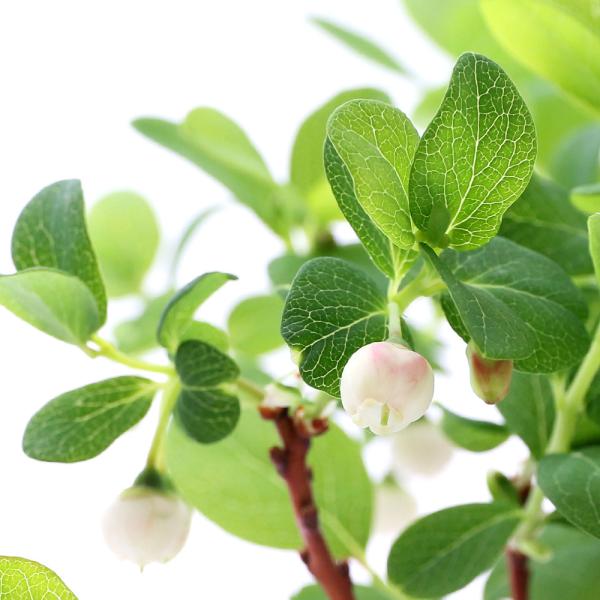 _gardening　ガーデニング　山野草　ヤマブドウ　山葡萄　果実　植物　植物生体　ガーデニング生体　秋の味覚　果樹　育て方　育成方法　栽培方法　葡萄　ぶどう　アサマクロマメノキ　アサマブドウ　浅間クロマメノキ　浅間ベリー　アサマベリー　...