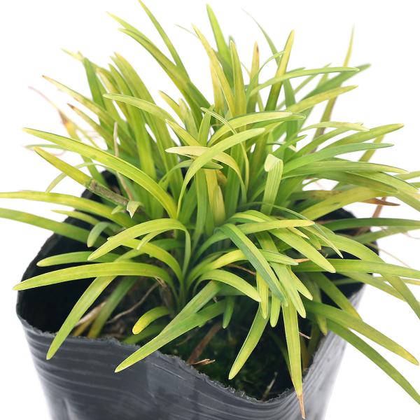 _gardening　ガーデニング　山野草　テラリウム　ビバリウム　アクアテラリウム　盆栽　小型　植物　植物生体　ガーデニング生体　育て方　育成方法　栽培方法　グランドカバー　グラウンドカバー　黄金葉玉龍　かぐや竜　黄金玉竜　玉龍　玉竜　ぎ...