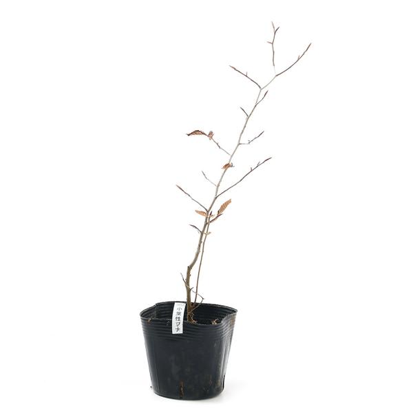 植木 盆栽 ブナの人気商品・通販・価格比較 - 価格.com 植木 盆栽 ブナの人気商品・通販・価格比較 - 価格.com